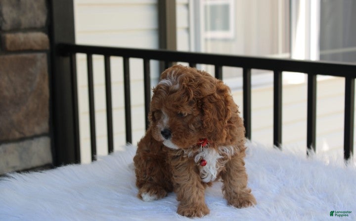 Cavapoo dogs Lenny  - Ad 2