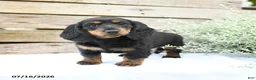 Miniature Dachshund dogs for sale: Duchess - Ad 3