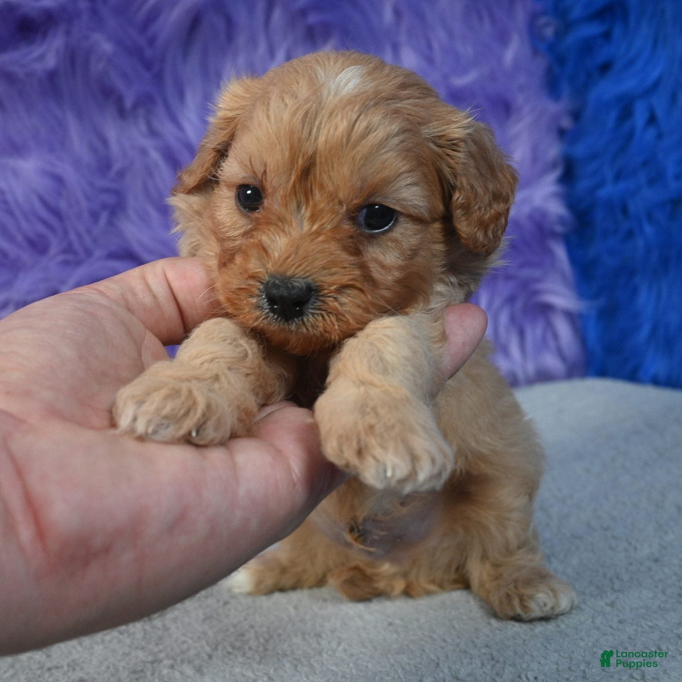 Cavapoo dogs for sale: Cavapoo 3 - Ad 2