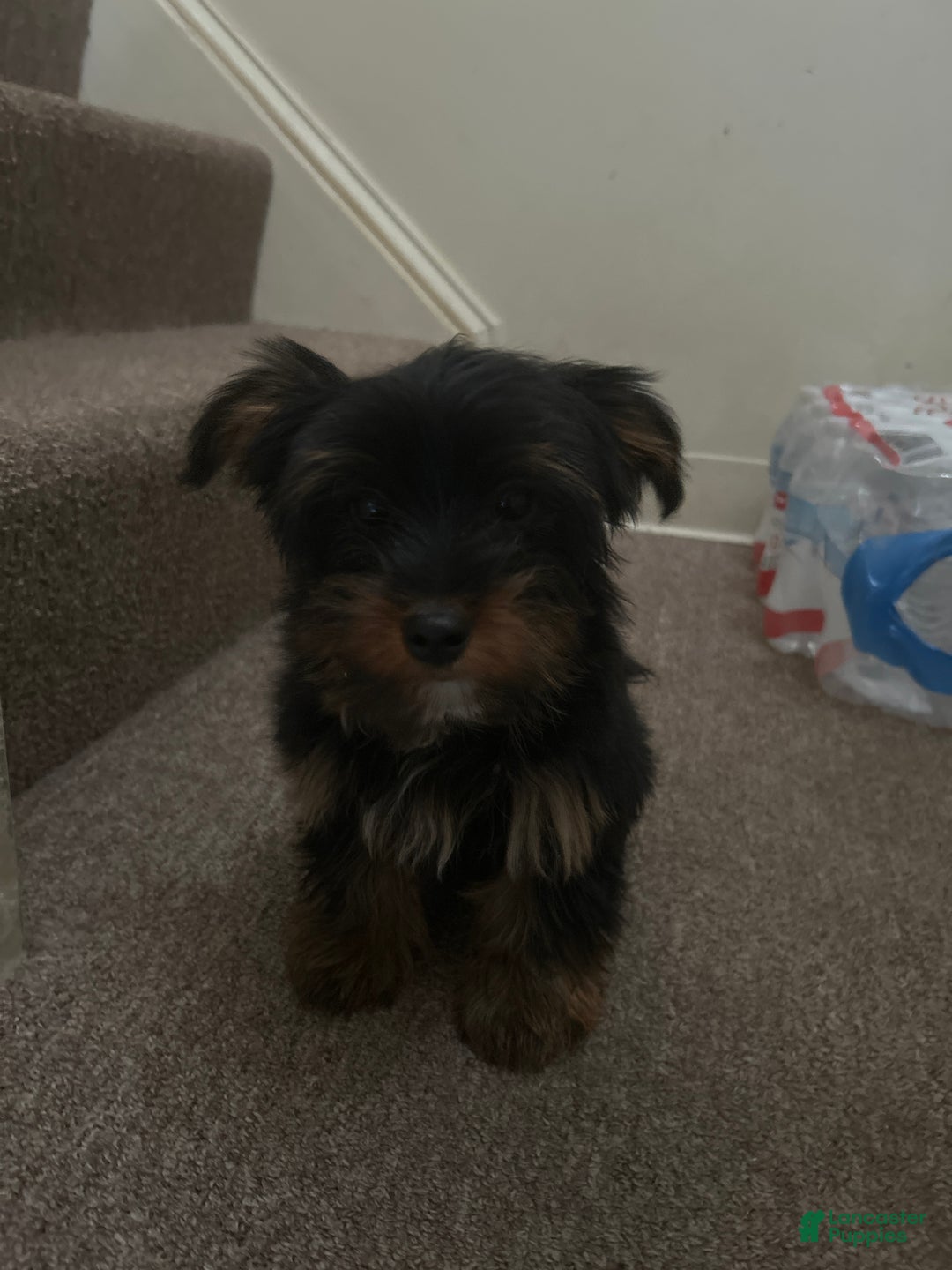 Yorkshire Terrier dogs for sale: BearBear - Ad 2