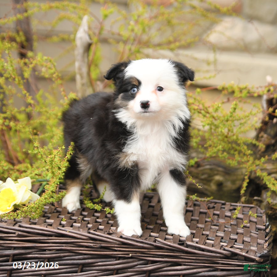 Miniature Australian Shepherd dogs Skye - Ad 1