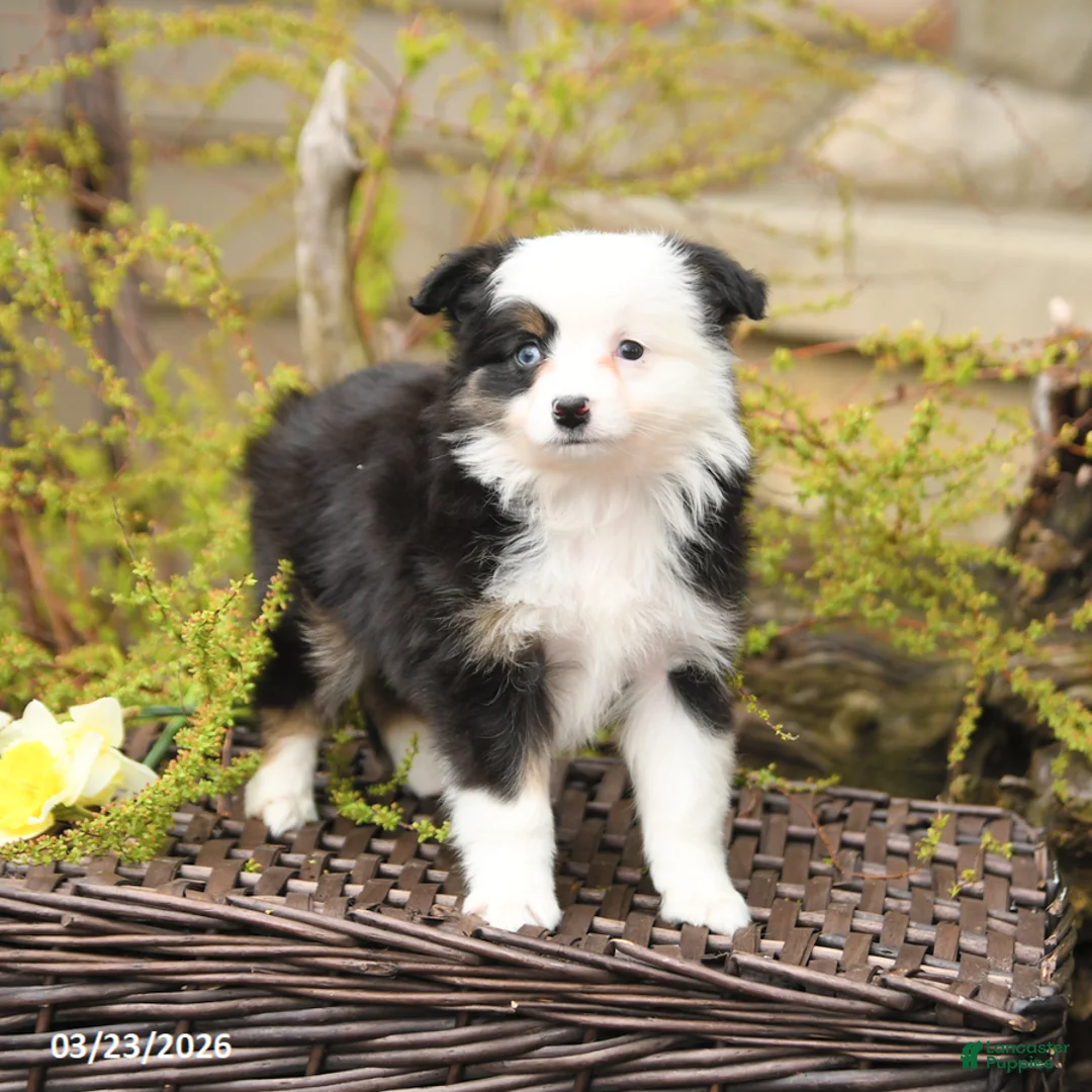 Miniature Australian Shepherd dogs for sale: Skye - Ad 1