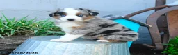 Miniature Australian Shepherd dogs for sale: Peter - Ad 4