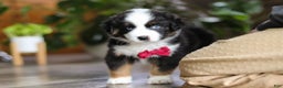 Miniature Australian Shepherd dogs for sale: Dubai - Ad 10