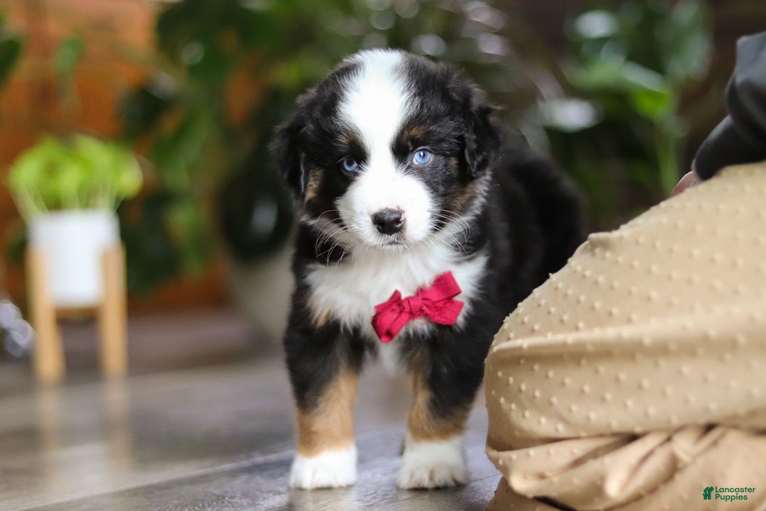 Miniature Australian Shepherd dogs for sale: Dubai - Ad 10