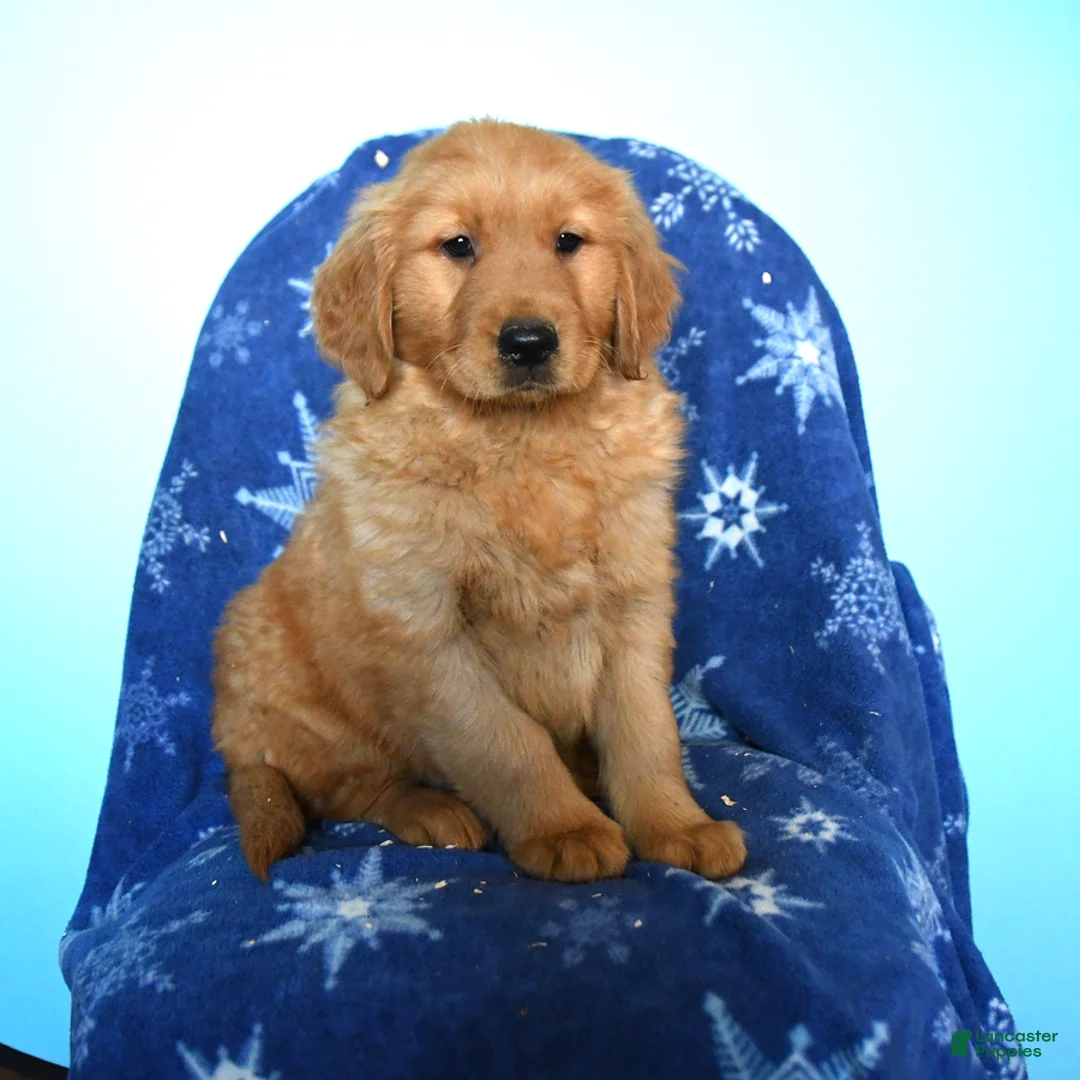 Golden Retriever dogs for sale: Wyatt - Ad 1