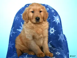 Golden Retriever dogs Wyatt - Ad 36