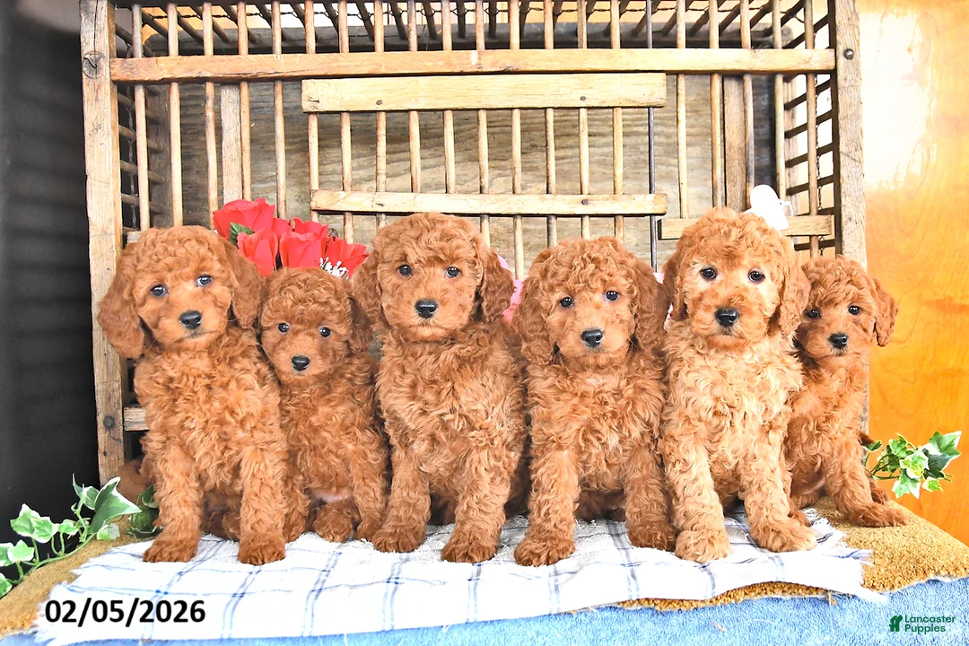 Mini Goldendoodle dogs for sale: Scout - Ad 5