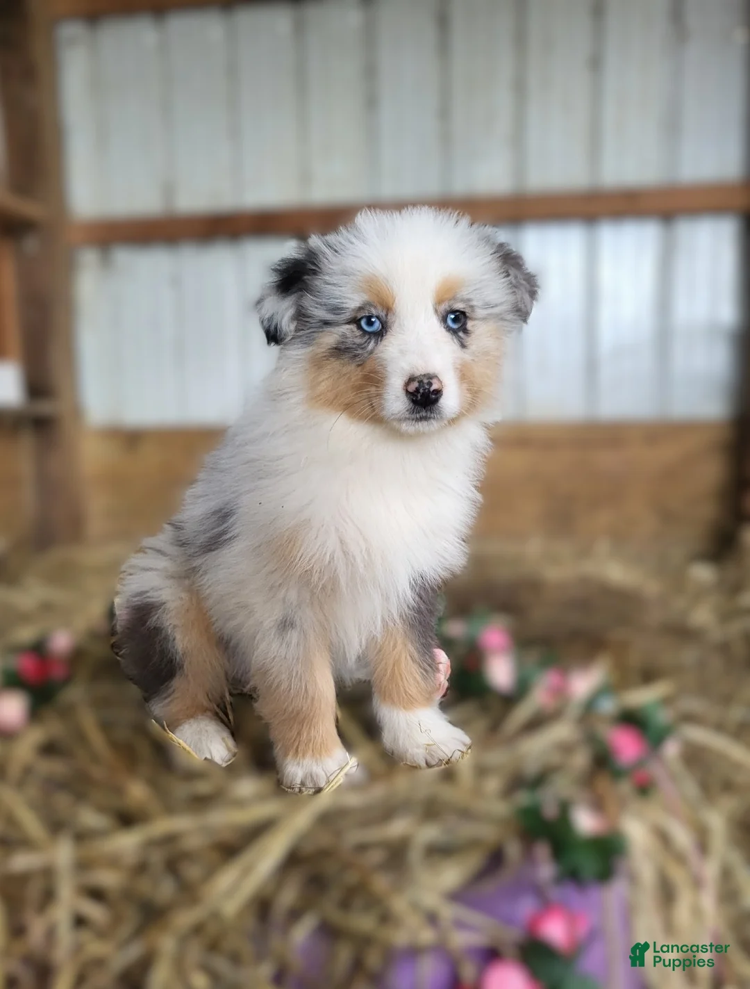 Australian Shepherd dogs for sale: Australian Shepherd Puppy 2 Cara - Ad 2
