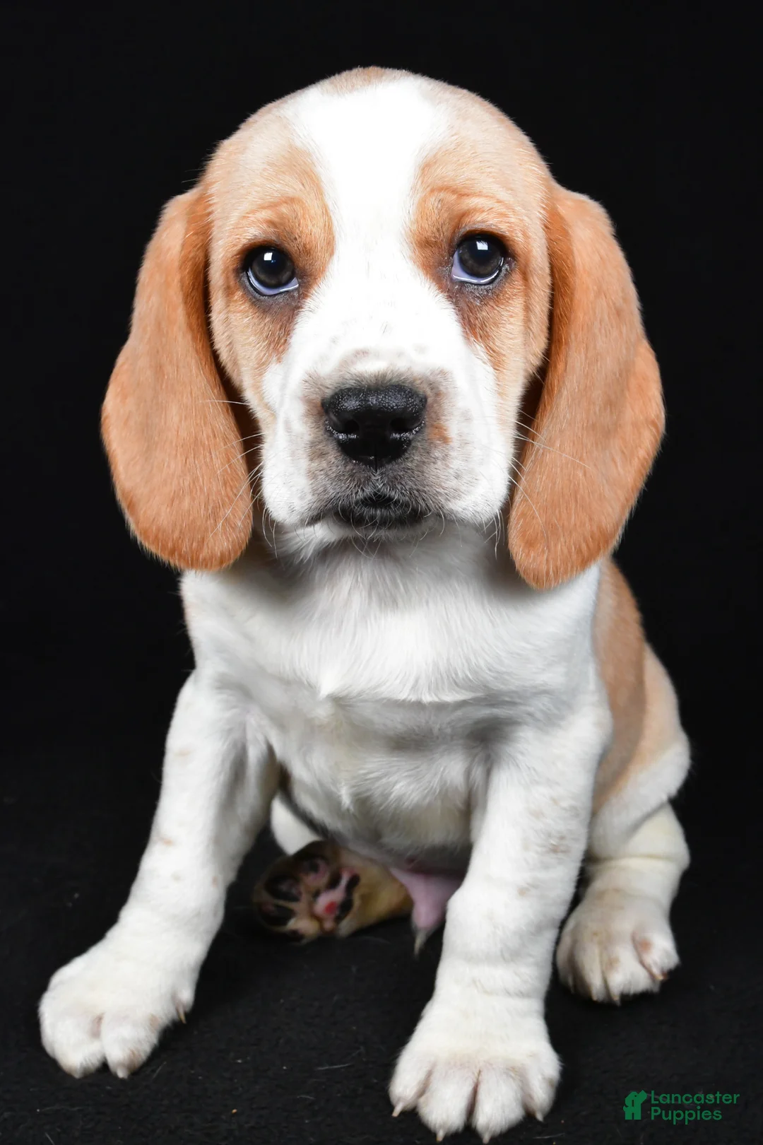 Beagle dogs for sale: Brandon - Ad 2