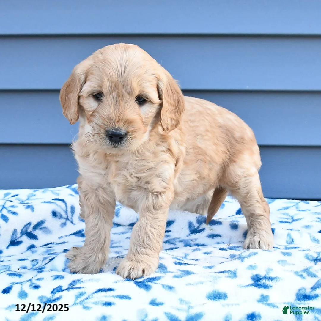Goldendoodle dogs for sale: Blossom - Ad 3