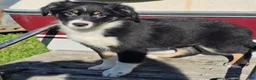 Australian Shepherd dogs for sale: Maggie - Ad 1