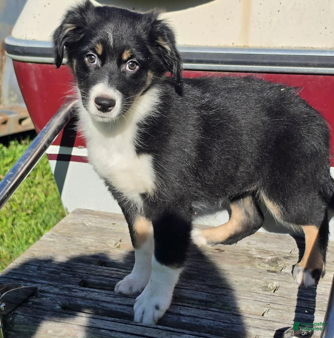 Australian Shepherd dogs for sale: Maggie - Ad 1