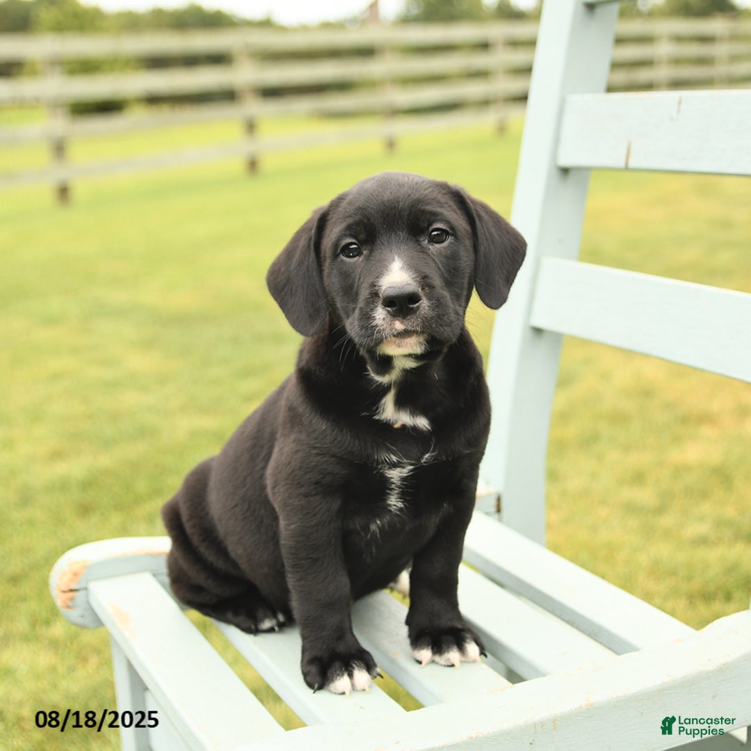 Dog Breeds Black British Bulldog Puppies English Bulldog Lab Mix