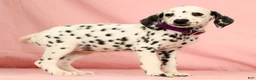 Dalmatian dogs for sale: Tracy - Ad 6
