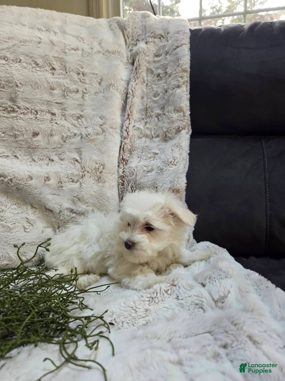 Maltipoo dogs for sale: Maltipoo Puppy 4 - Ad 2