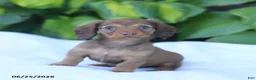 Miniature Dachshund dogs for sale: Tessa - Ad 2