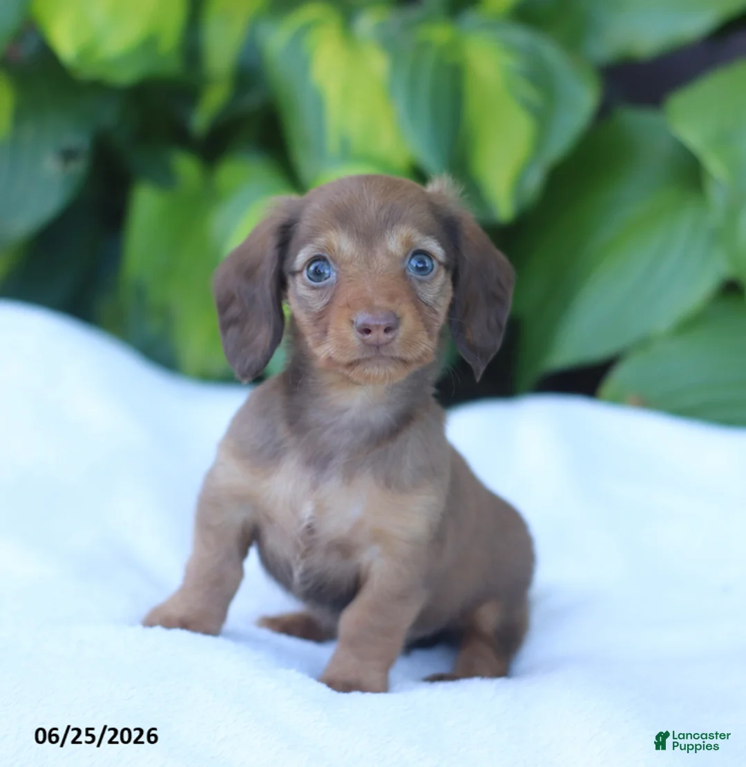Miniature Dachshund dogs for sale: Tessa - Ad 2