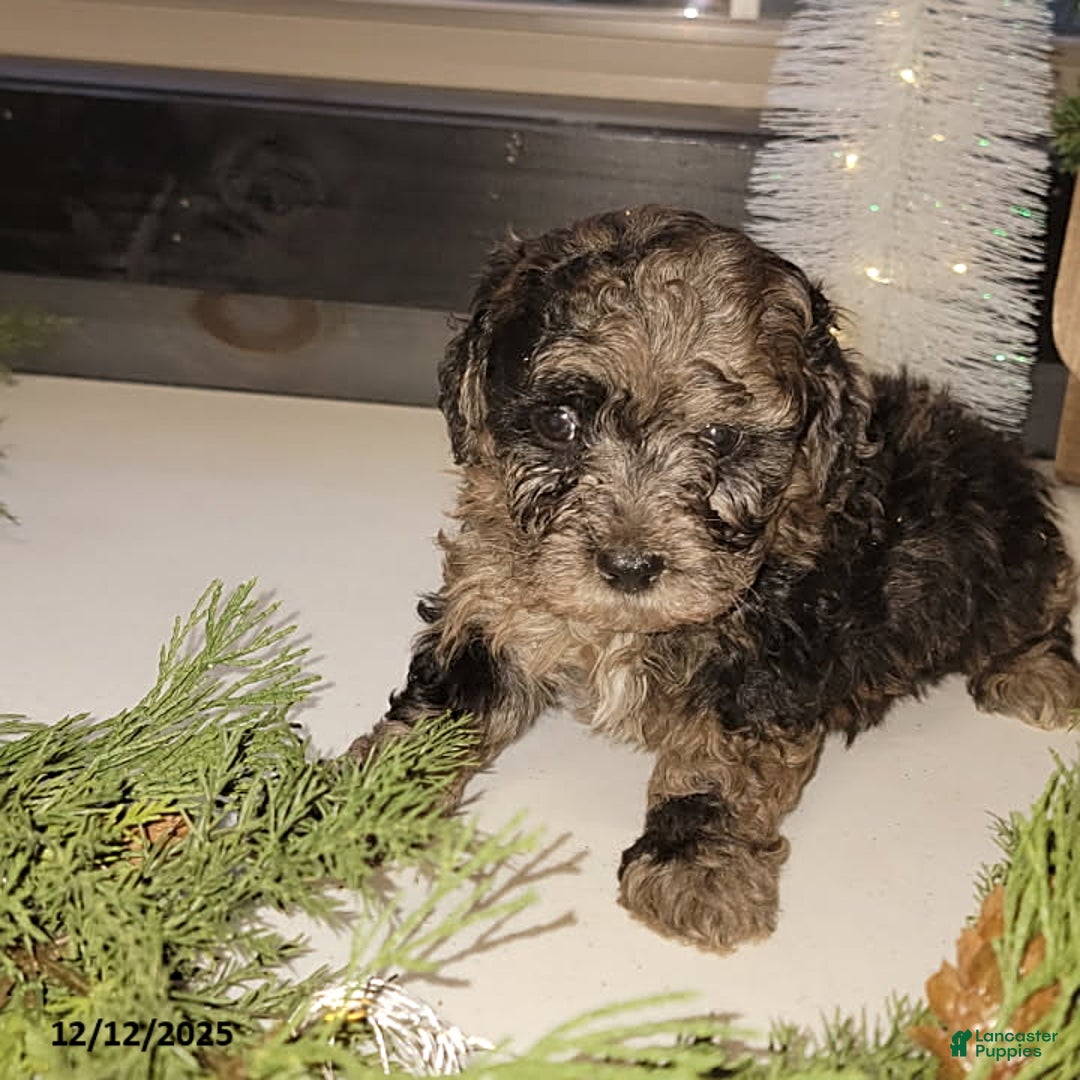 Mixed Breed dogs for sale: Cody - Ad 2