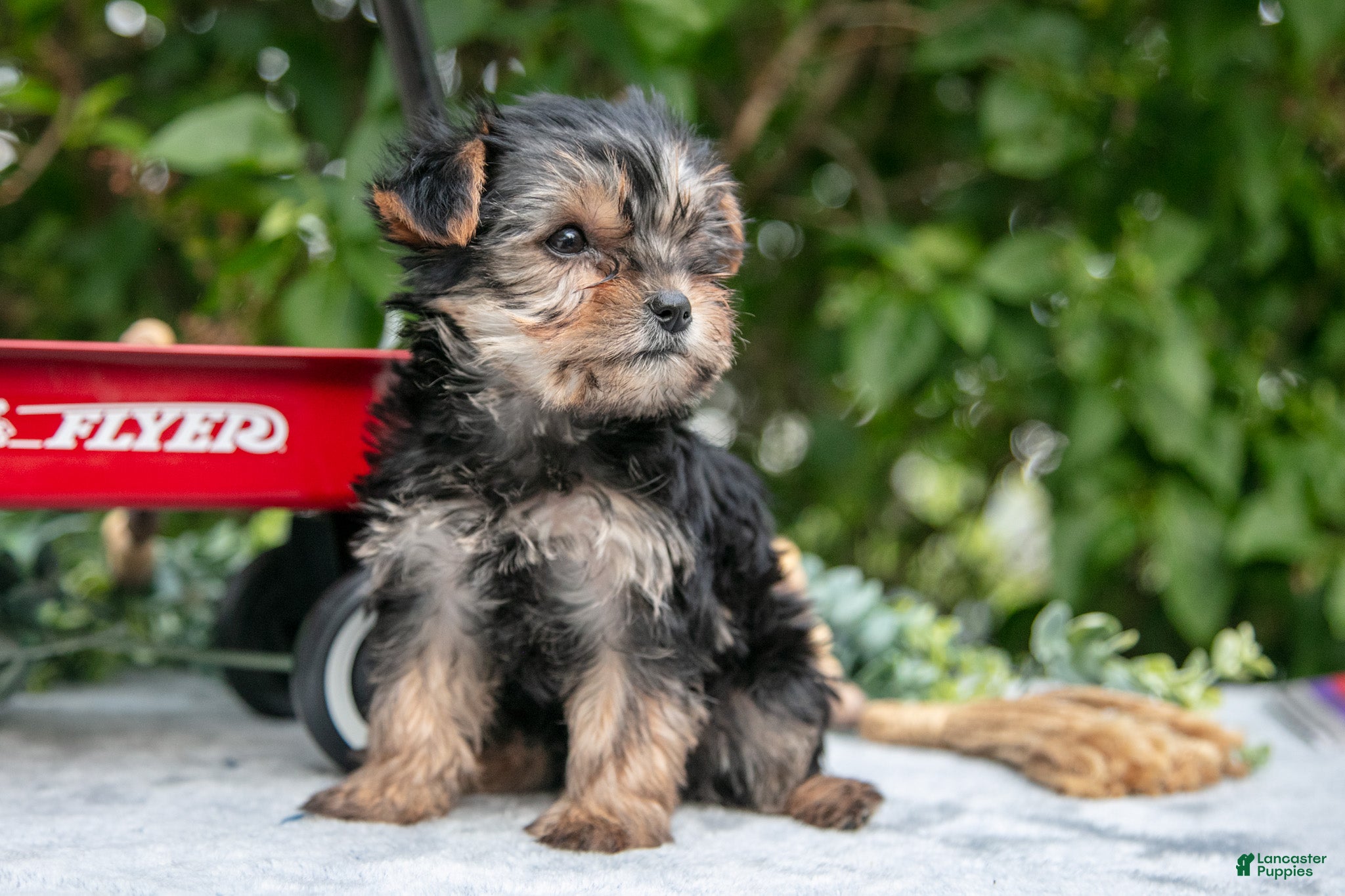 Yorkshire Terrier dogs Ember - Ad 2