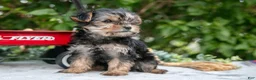 Yorkshire Terrier dogs for sale: Ember - Ad 2
