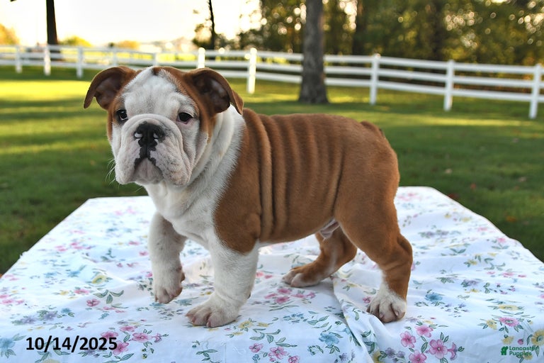 Gallery Image {{count}}