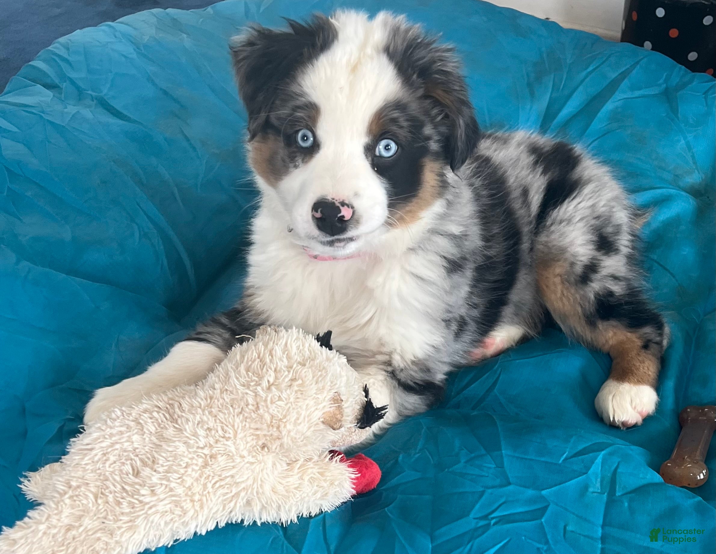 Australian Shepherd dogs Janice  - Ad 33