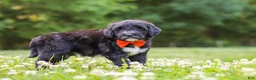 Portuguese Water Dog dogs for sale: Logan - Ad 4
