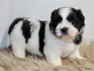 Shih Tzu dogs for sale: Dot - Ad 3