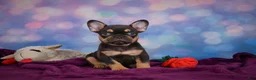 French Bulldog dogs for sale: Darla - Ad 9