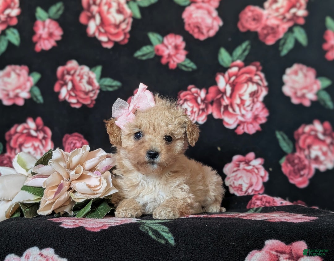Miniature Poodle dogs for sale: Dierdre 9 lbs Full Grown - Ad 7