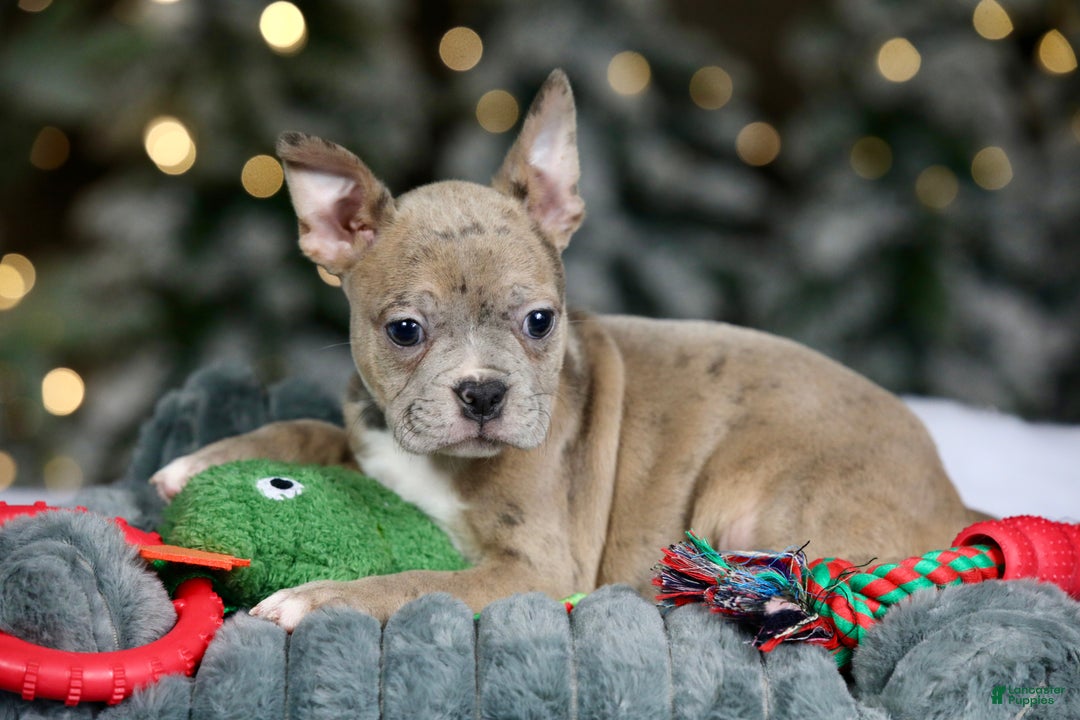 Frenchton dogs for sale: Bean - Ad 8