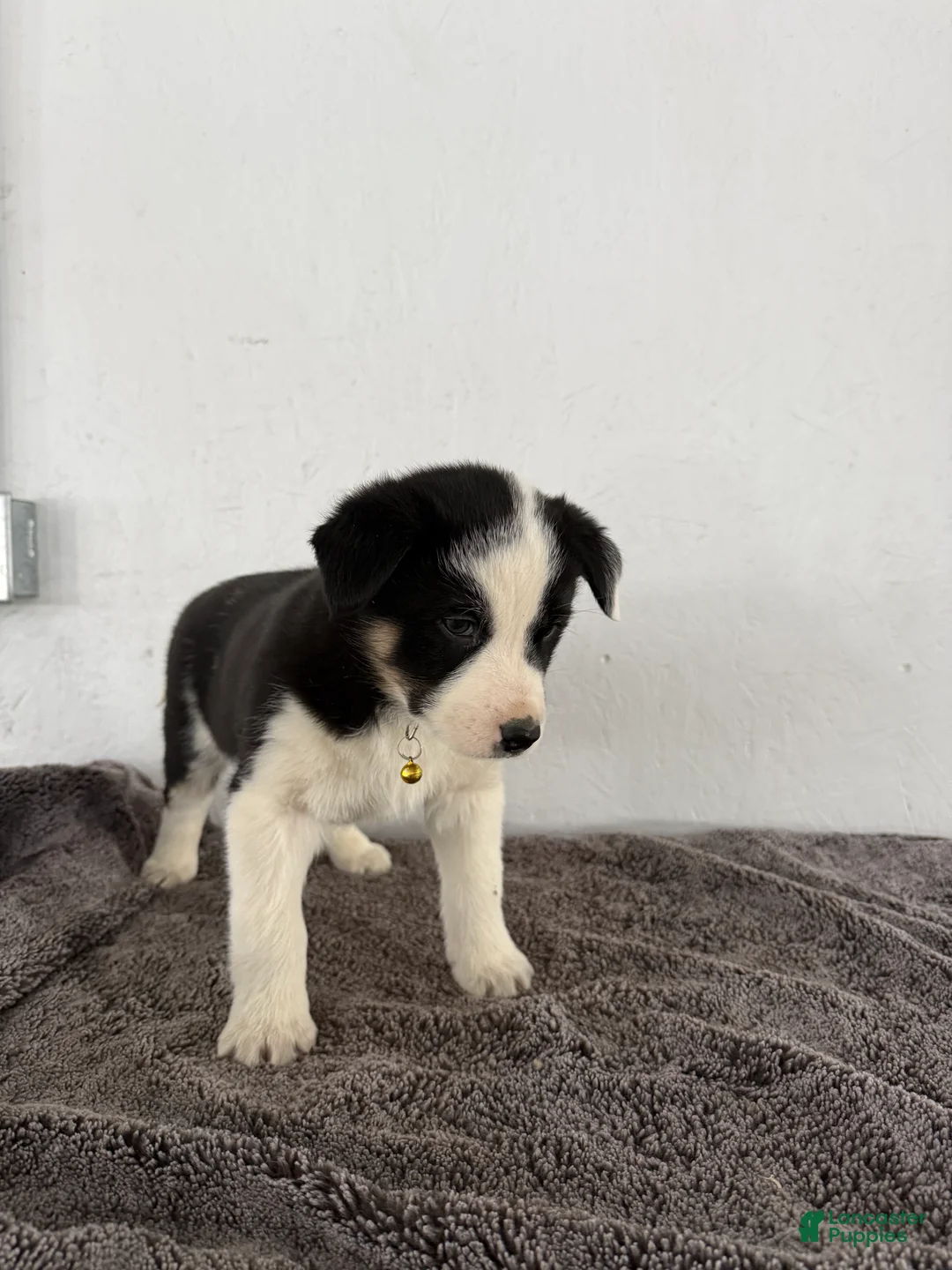 Mixed Breed dogs for sale: Panda - Ad 4
