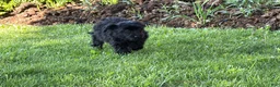 Yorkiepoo dogs for sale: Midnight - Ad 5