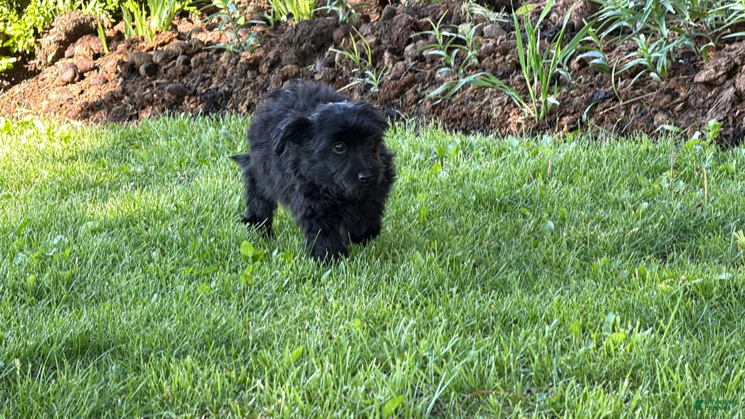 Yorkiepoo dogs for sale: Midnight - Ad 5