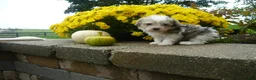 Yorkiepoo dogs for sale: Yorkiepoo 1 - Ad 3