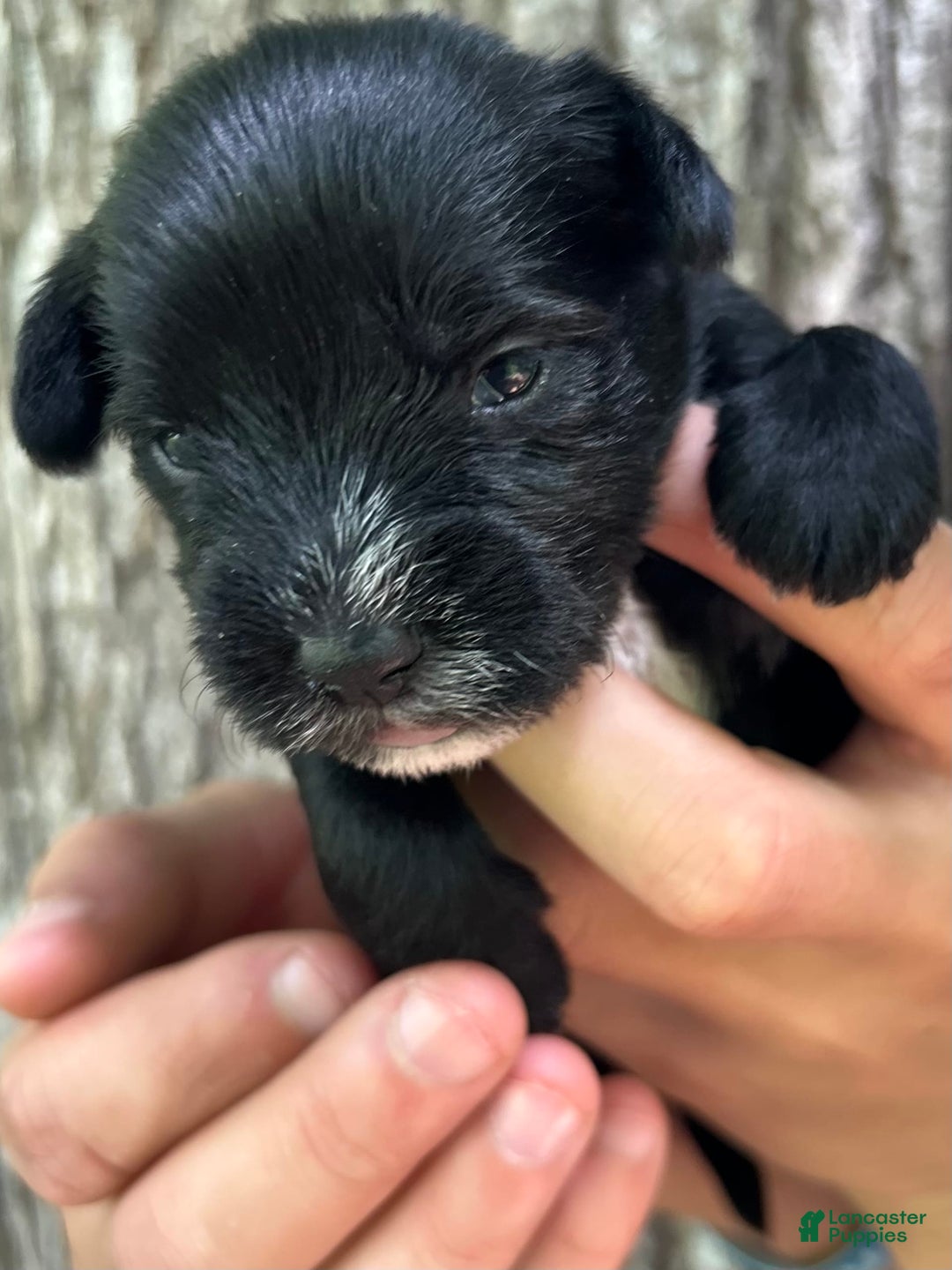 Miniature Schnauzer dogs for sale: Cory - Ad 9