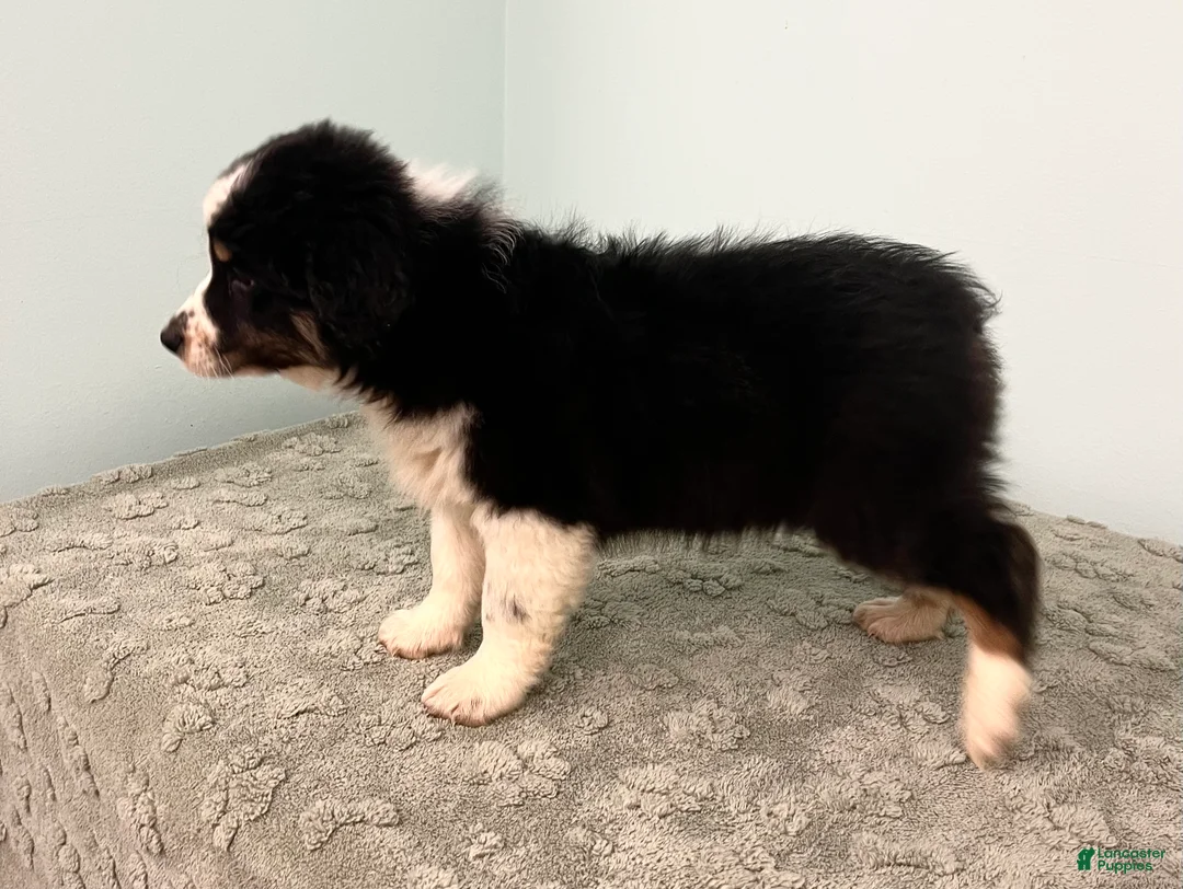 Australian Shepherd dogs for sale: Jollie  - Ad 5