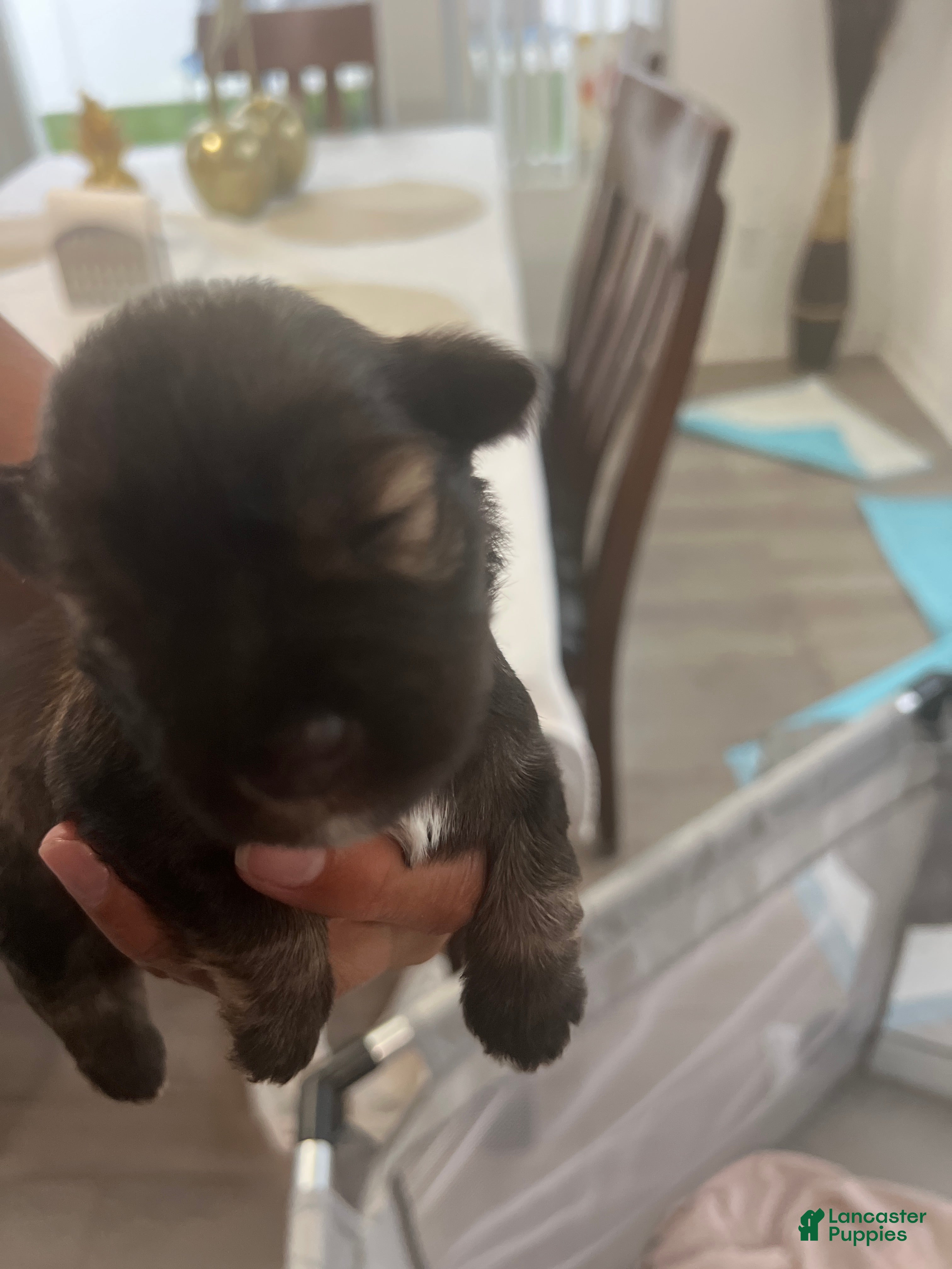 Miniature Schnauzer dogs Miniature Schnauzer Puppy 2 - Ad 38