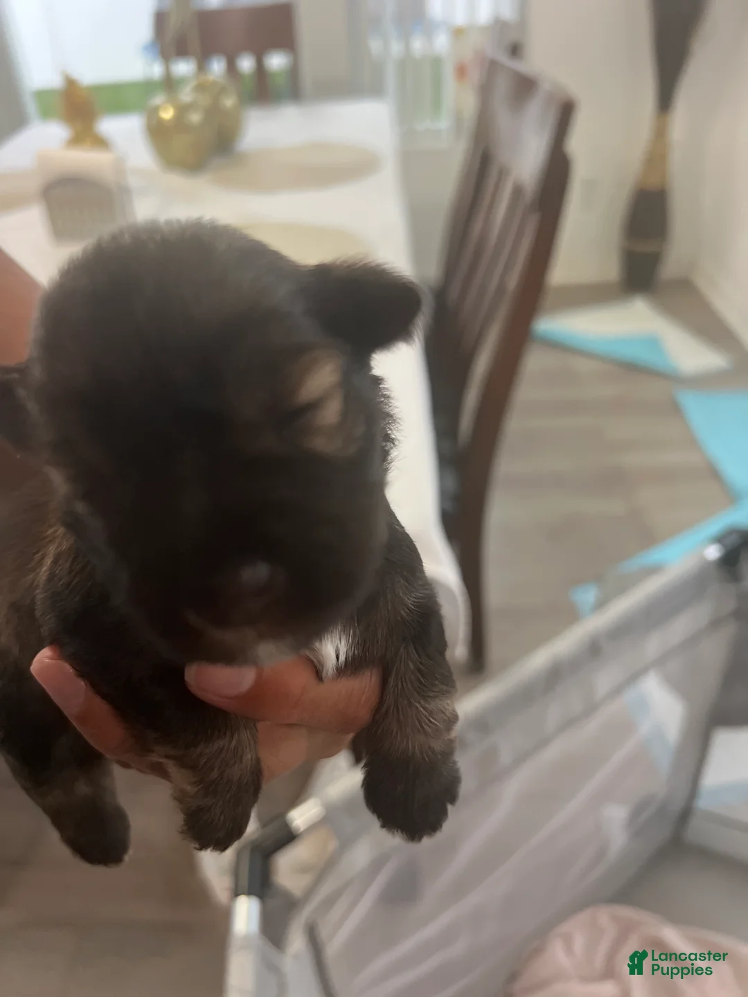 Miniature Schnauzer dogs for sale: Miniature Schnauzer Puppy 2 - Ad 1