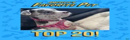 American Bully dogs for sale: American Bully Puppy 1 - Ad 5