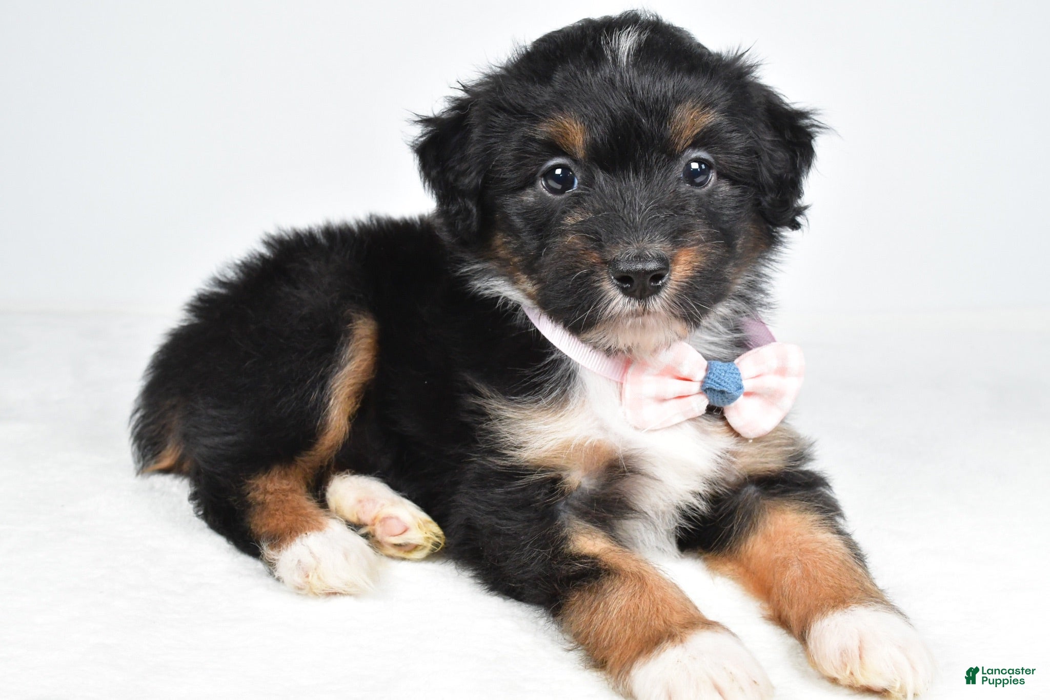 Mini Aussiedoodle dogs Galena - Ad 2