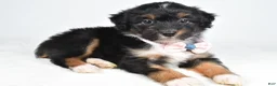 Mini Aussiedoodle dogs for sale: Galena - Ad 2
