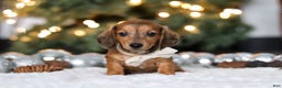 Miniature Dachshund dogs for sale: Crystal - Ad 5