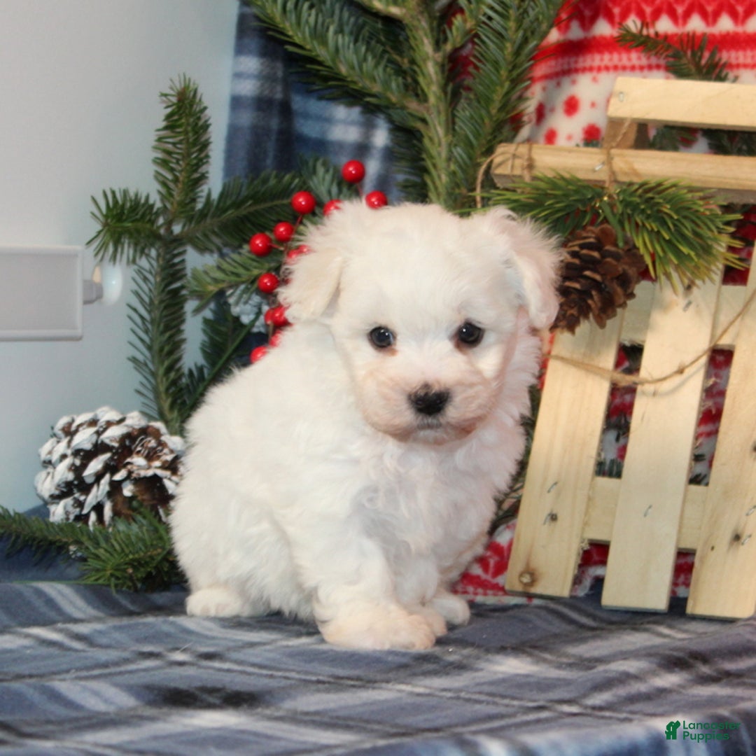 Bichon Frise dogs for sale: Ivy - Ad 3