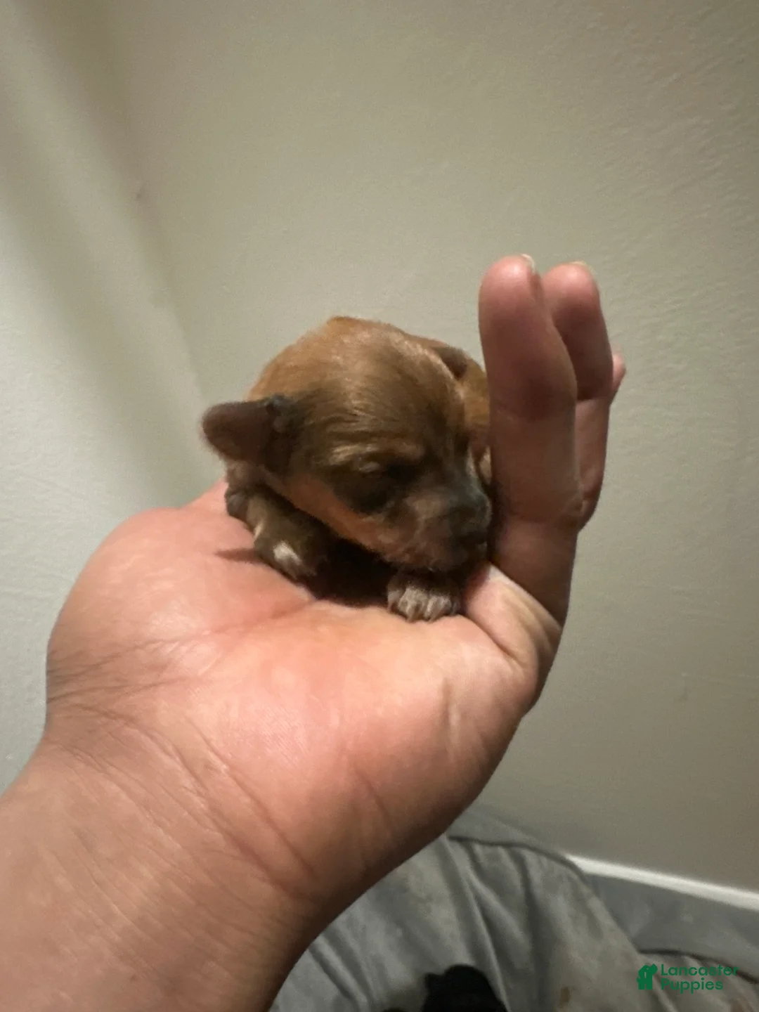 Yorkiepoo dogs for sale: Yorkiepoo Puppy 3 - Ad 2