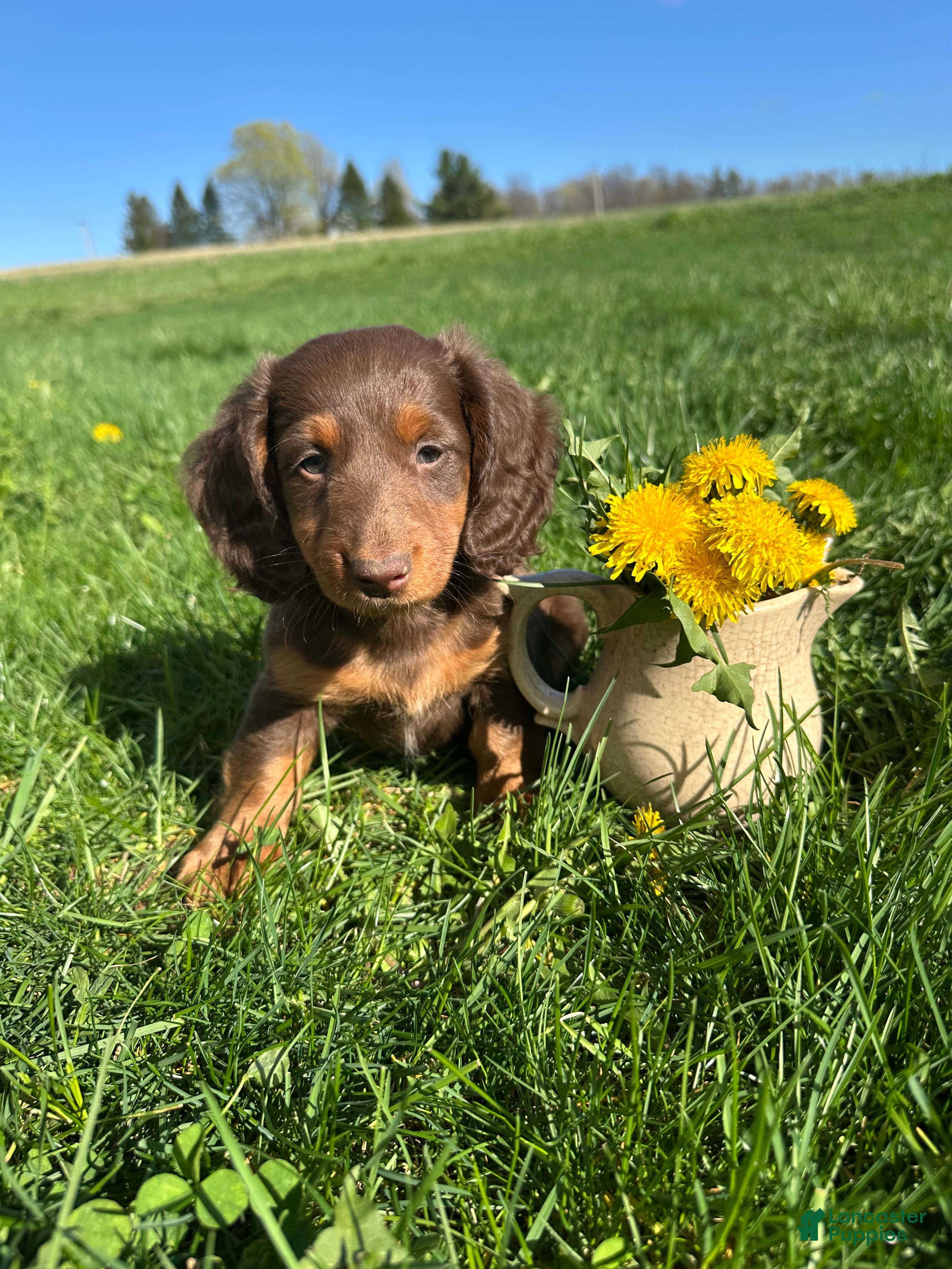 Miniature Dachshund dogs Brutus  - Ad 1