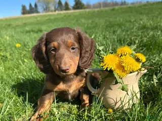 Miniature Dachshund dogs for sale: Brutus - Ad 1