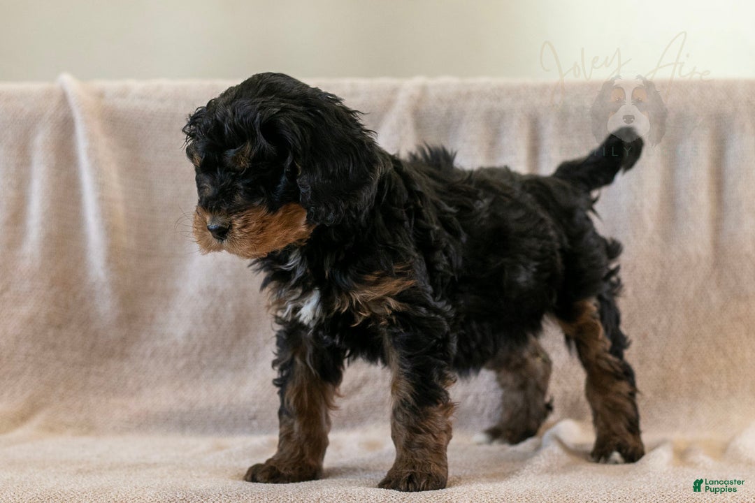 Bernedoodle dogs for sale: Cinderella - Ad 17