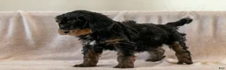 Bernedoodle dogs for sale: Cinderella - Ad 17